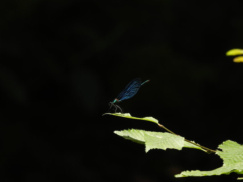 Calopteryx virgo - kisasszony-szitakötő
