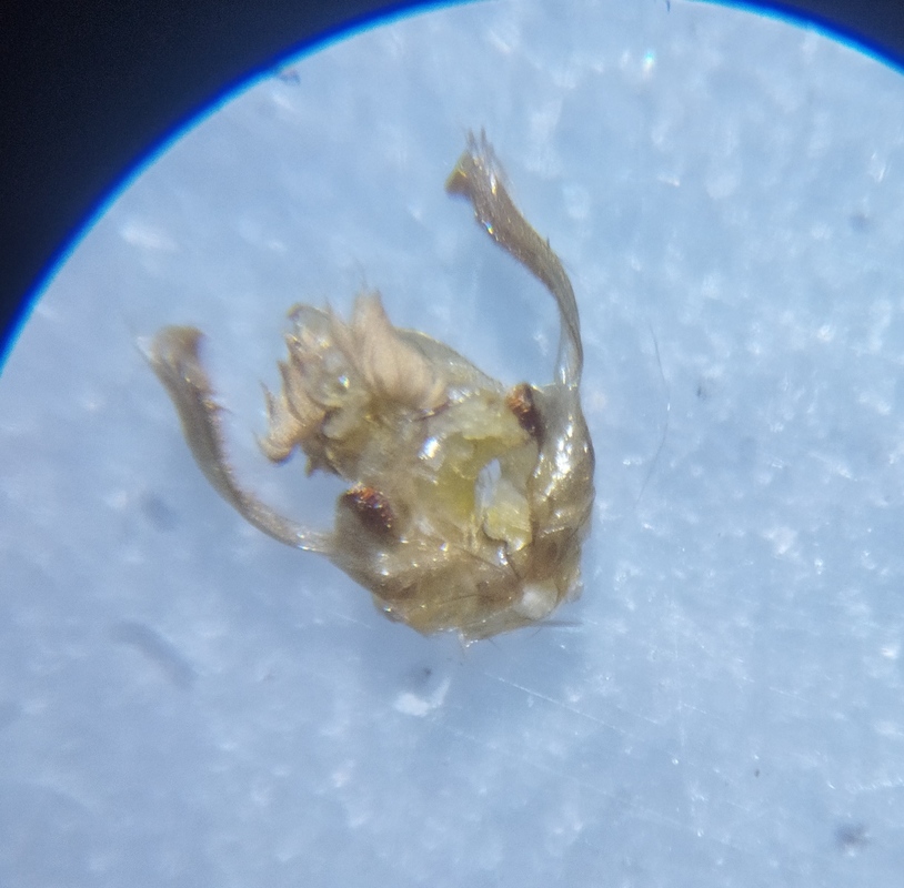 Apotomis semifasciana - fűzrügysodró tükrösmoly