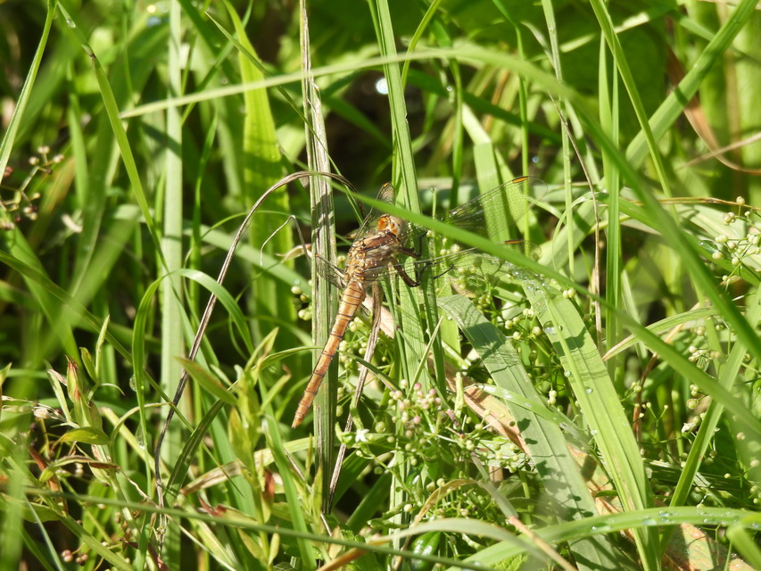 Orthetrum brunneum - pataki pásztorszitakötő