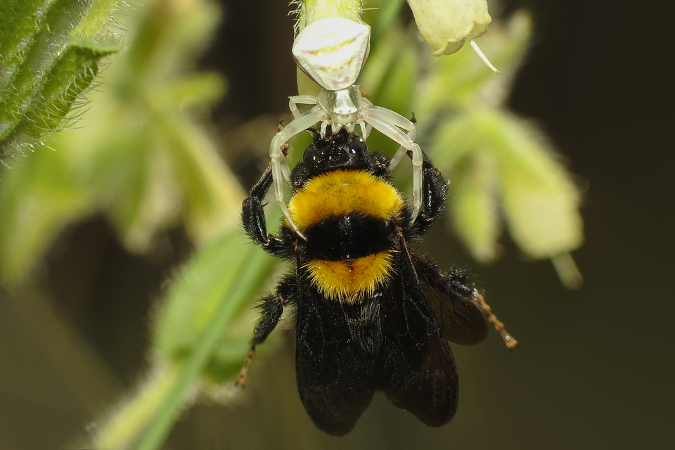 Thomisus onustus - fehér karolópók