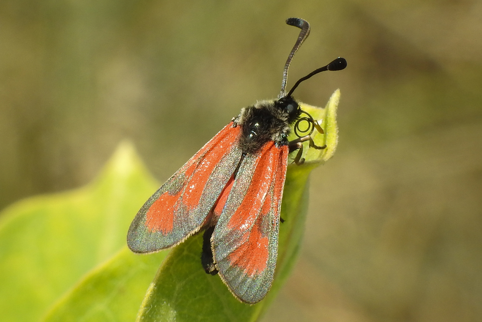 Zygaena punctum - pettyes csüngőlepke