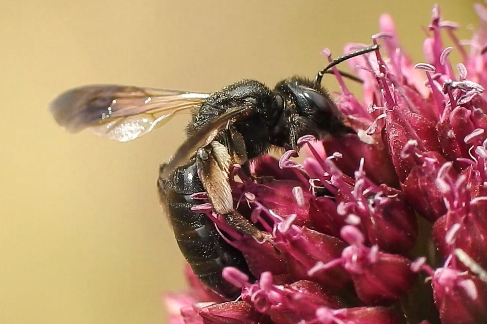 Andrena