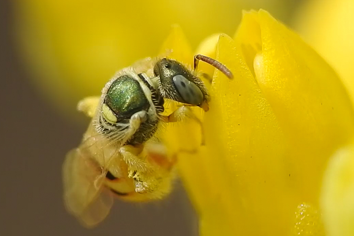 Nomioides minutissimus