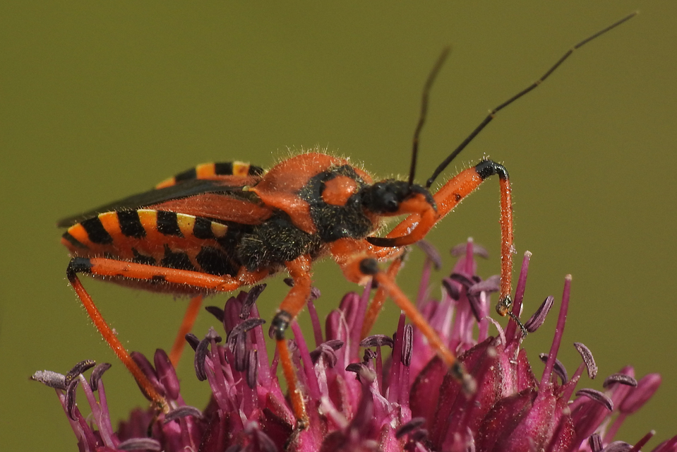 Rhynocoris iracundus - közönséges gyilkospoloska
