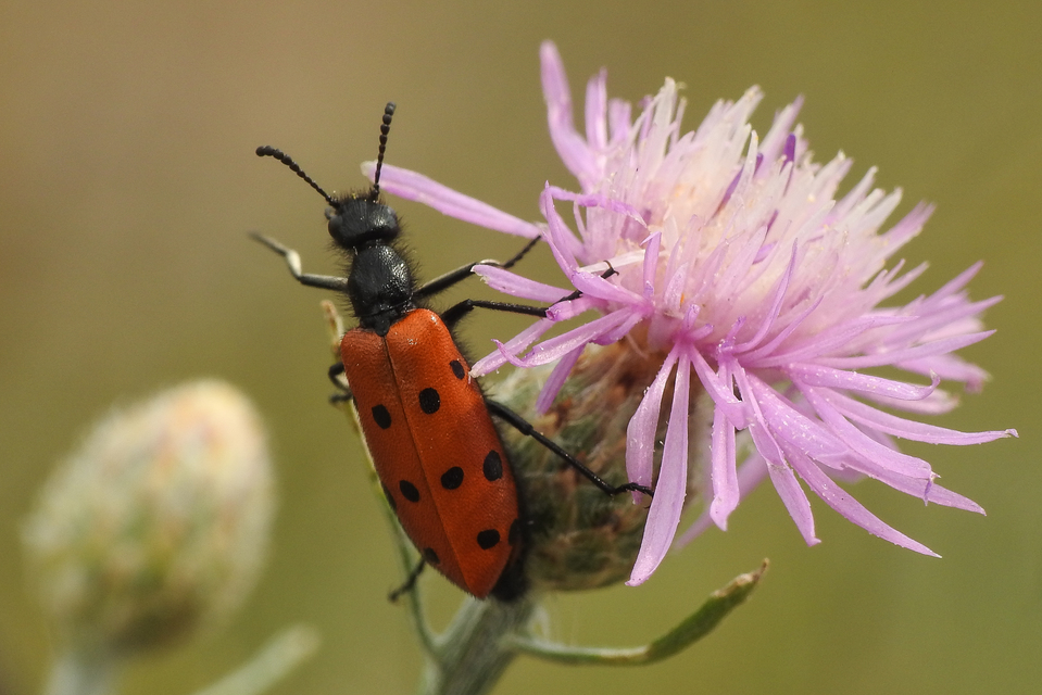 Mylabris crocata - pettyes hólyaghúzó Mylabris crocata - pettyes hólyaghúzó