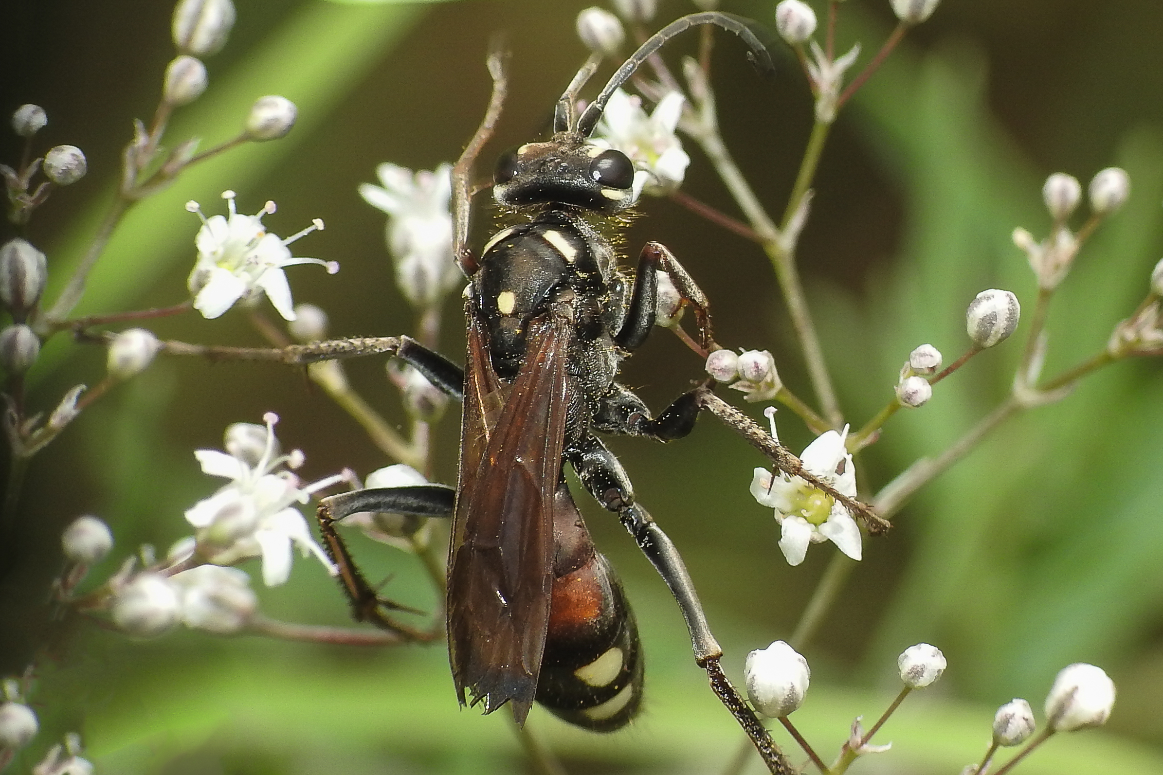 Cryptocheilus egregius