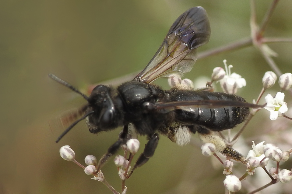 Andrena