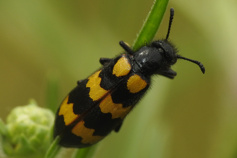 Mylabris variabilis - szalagos hólyaghúzó Mylabris variabilis - szalagos hólyaghúzó
