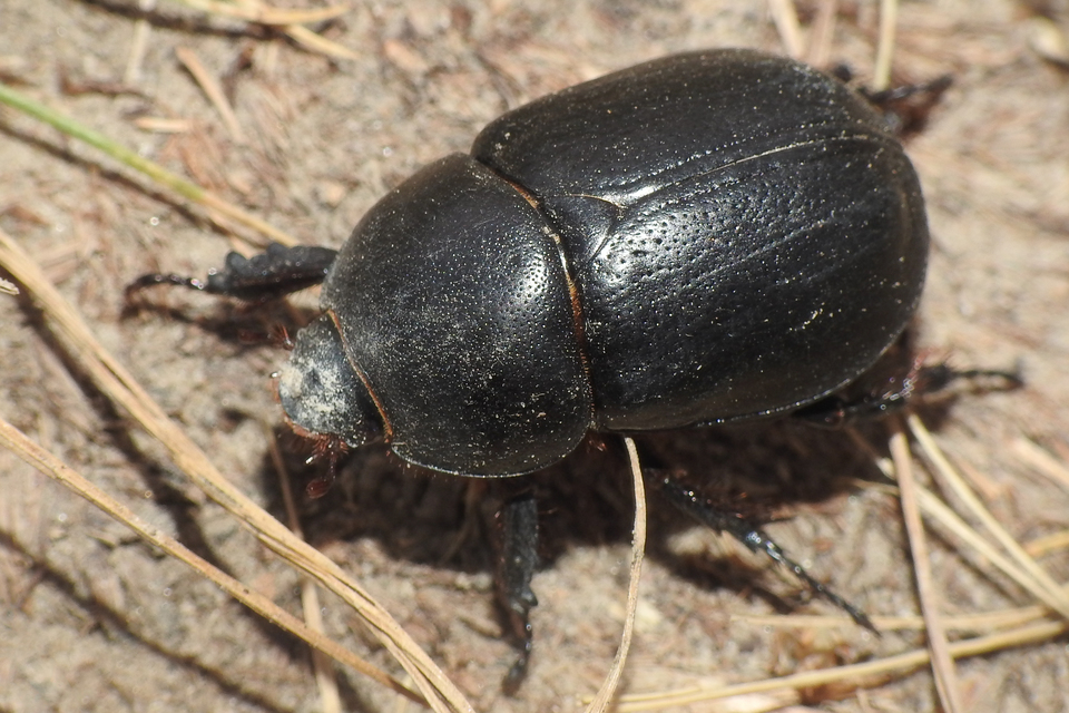 Pentodon idiota - butabogár