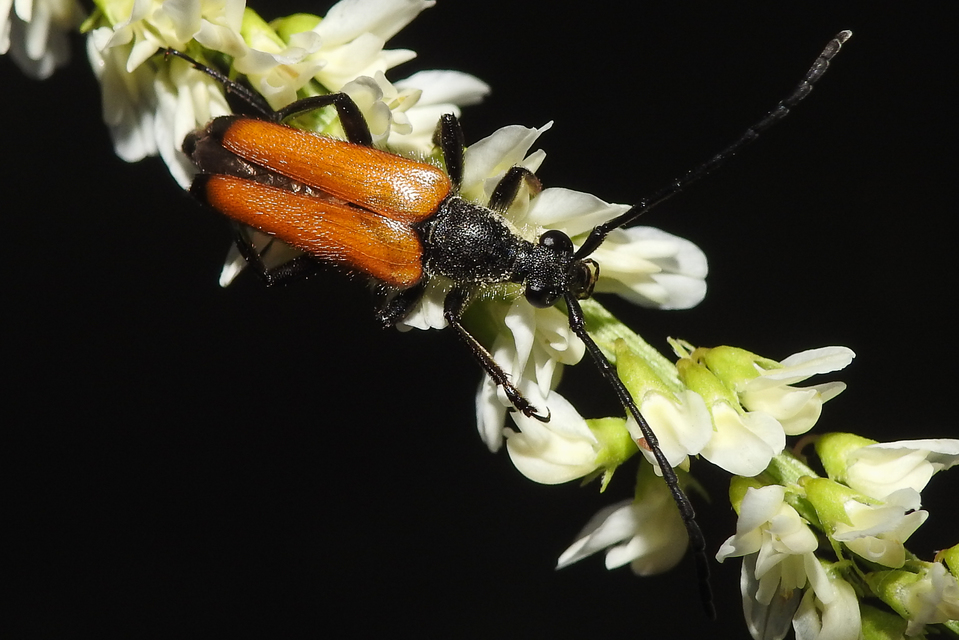 Stictoleptura fulva - vörhenyes virágcincér