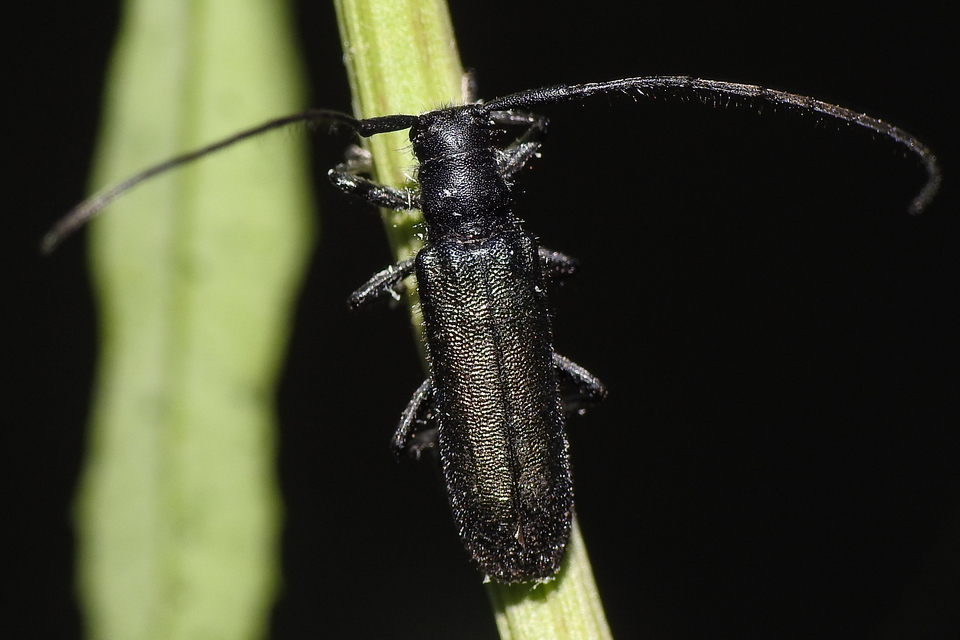 Agapanthia violacea - kék somkórócincér