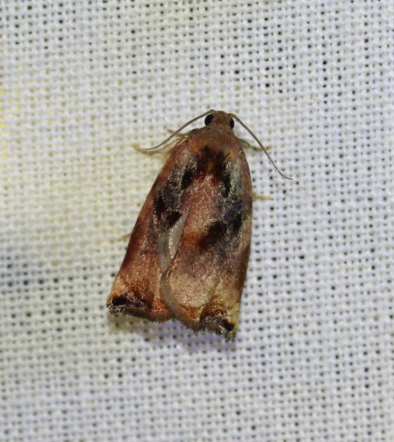 Archips podana - dudvarágó sodrómoly