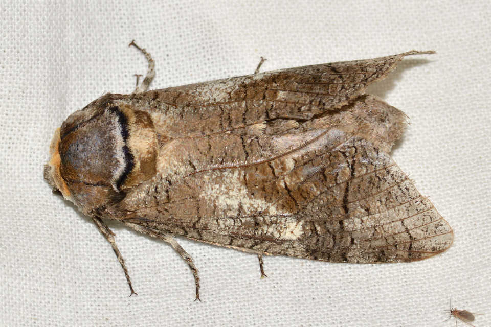 Cossus cossus - fűzfarontólepke