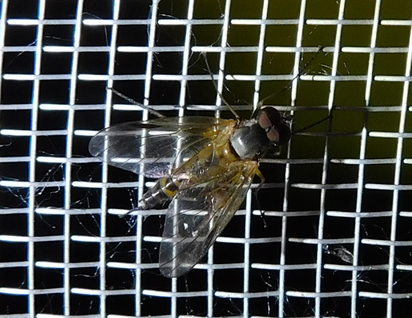 Rhagionidae - kószalégyfélék