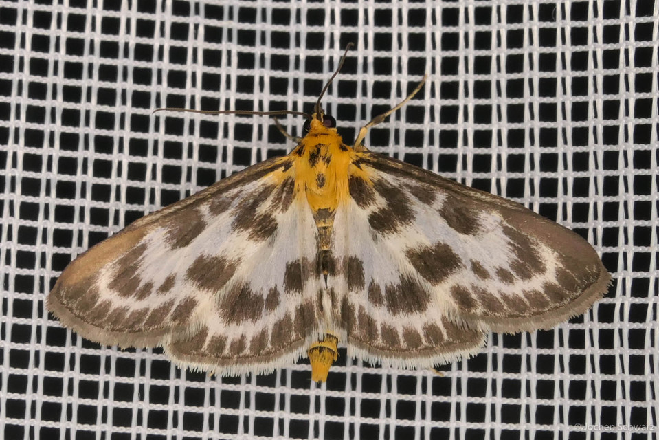 Anania hortulata - tarka csalánmoly