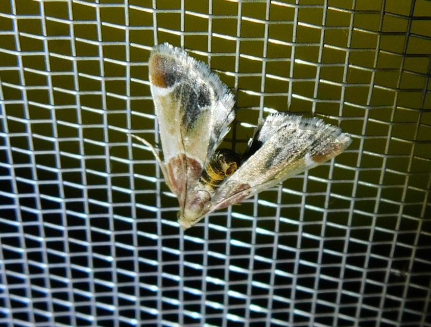 Pyralis farinalis - lisztilonca
