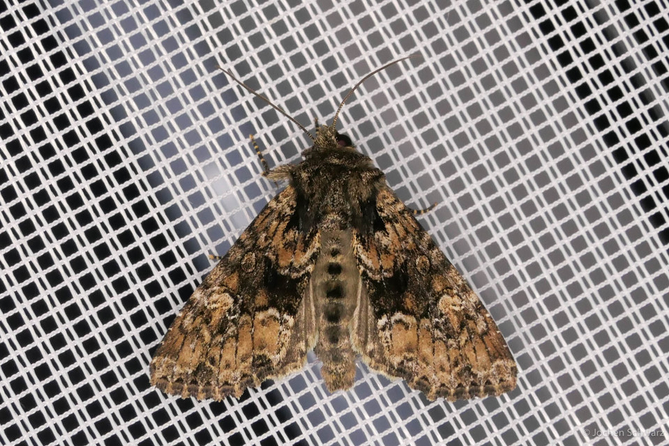 Apamea illyria - déli dudvabagoly