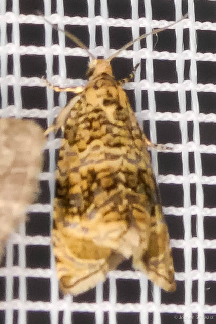 Celypha lacunana - vízparti tükrösmoly