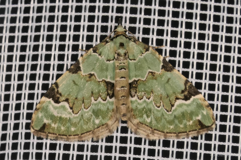 Colostygia pectinataria - zöld levélaraszoló