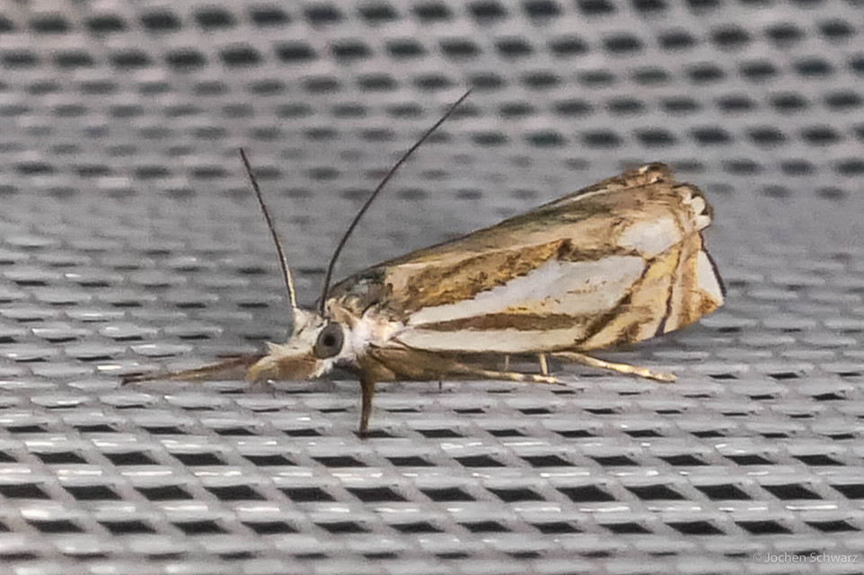 Crambus lathoniellus - mezei fűgyökérmoly