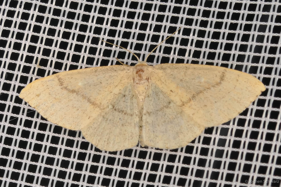 Cyclophora linearia - vonalas pettyesaraszoló