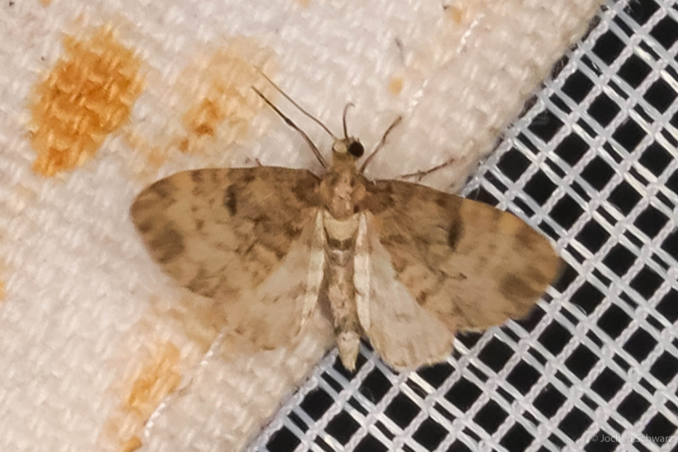 Eupithecia tantillaria - feketegyűrűs törpearaszoló