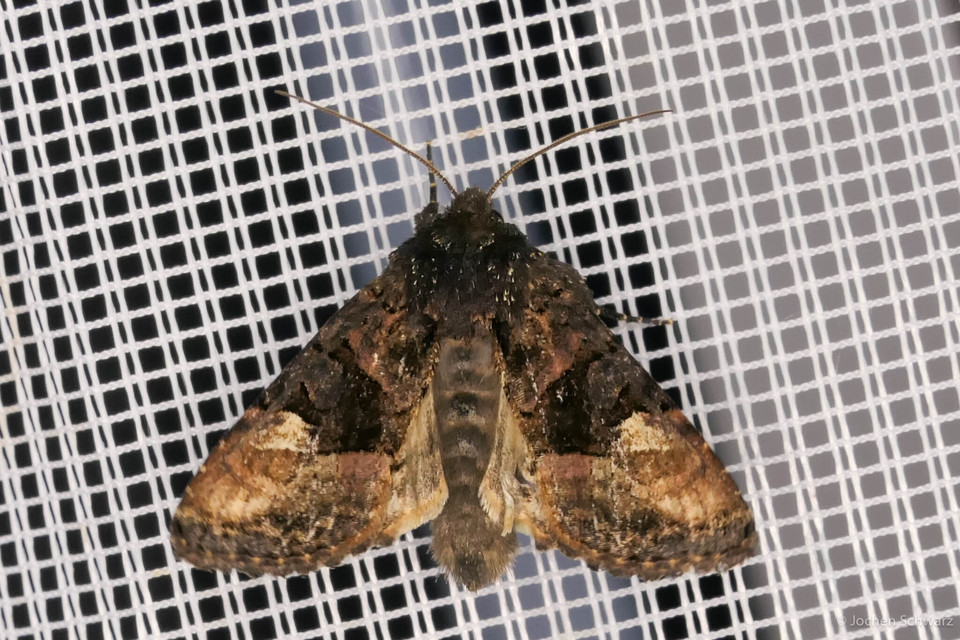 Euplexia lucipara - szeder-csipkésbagoly