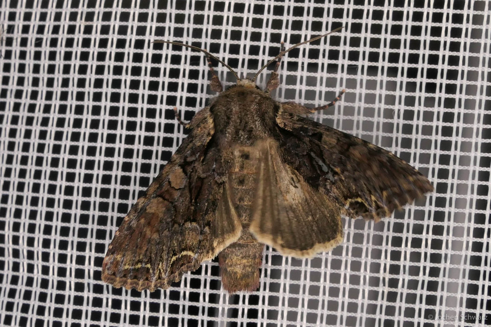 Lacanobia thalassina - borbolya-kertibagoly