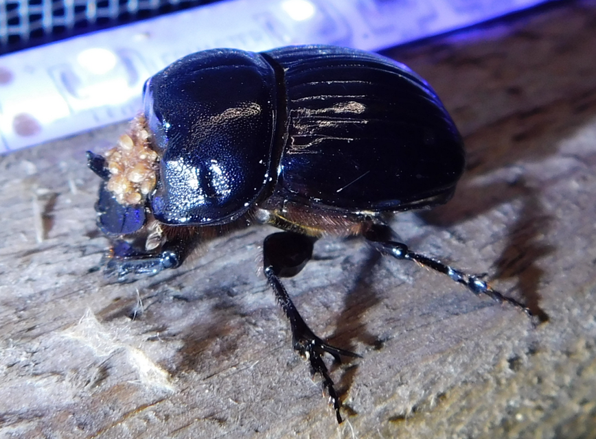 Copris lunaris - közönséges holdszarvú-ganéjtúró