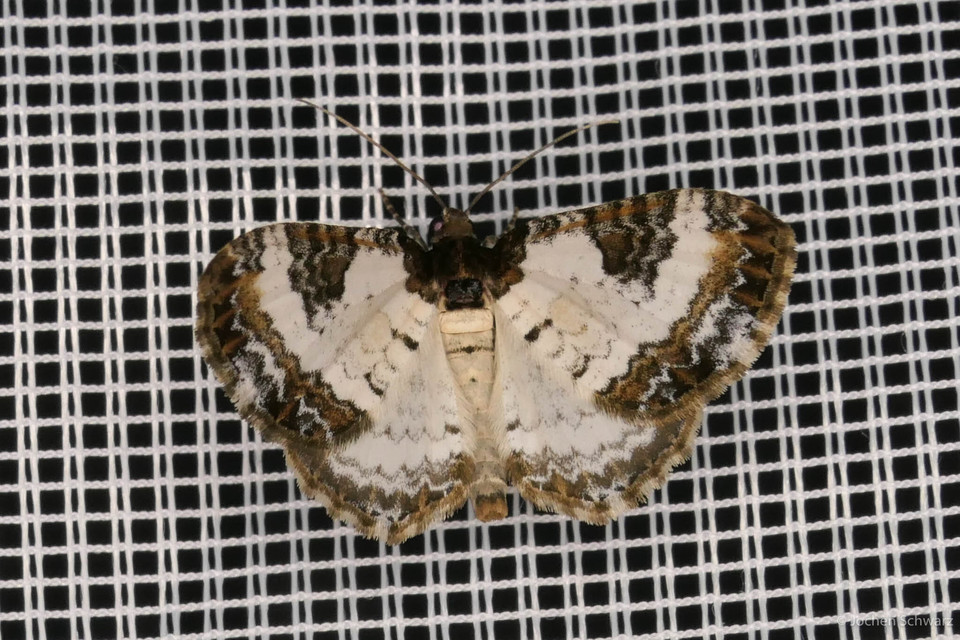 Melanthia procellata - hullámos tarkaaraszoló
