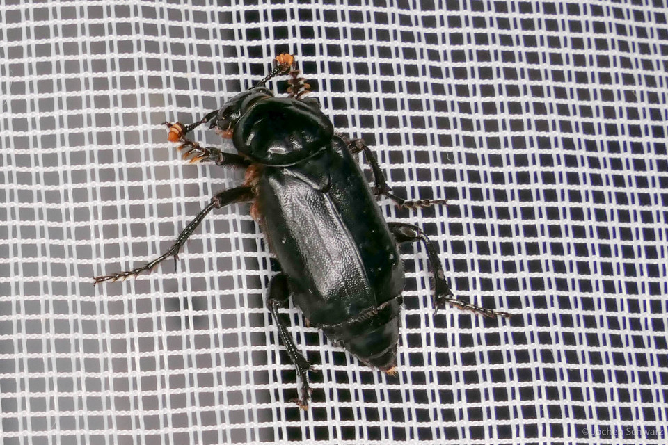 Nicrophorus humator - fekete temetőbogár
