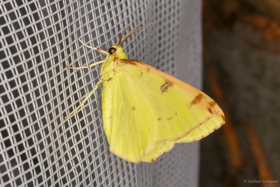 Opisthograptis luteolata - citromsárga araszoló