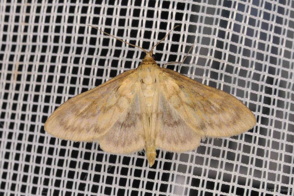 Paratalanta pandalis - halványsárga tűzmoly