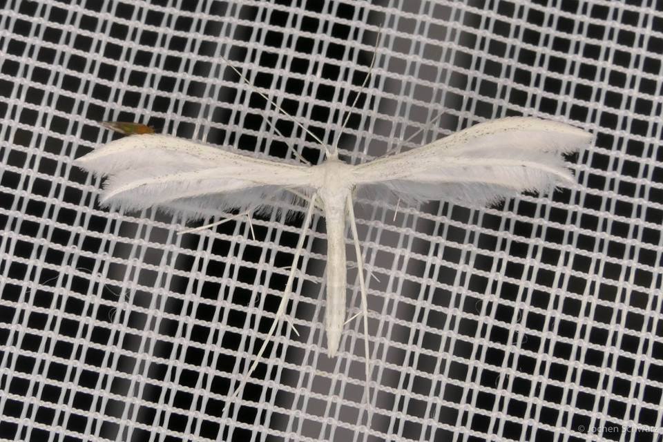 Pterophorus pentadactyla - fehér tollasmoly