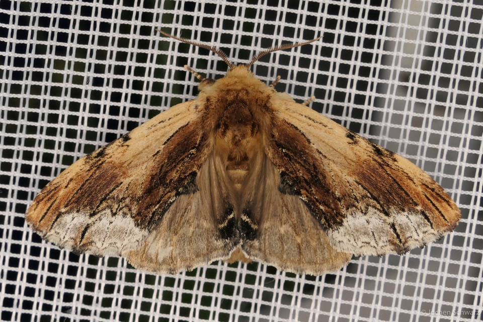 Ptilodon cucullina - csuklyás púposszövő