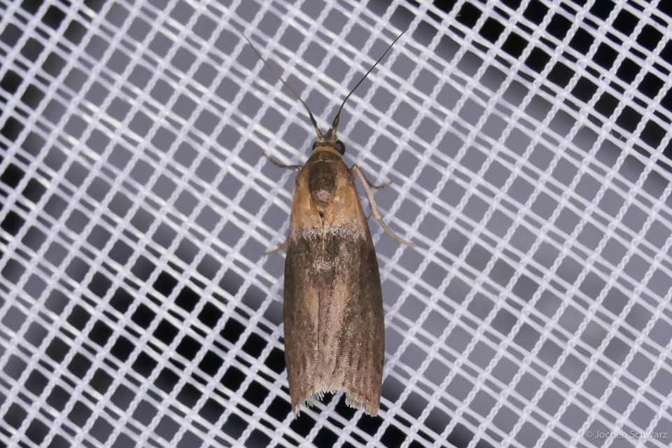 Sciota fumella - hideglápi karcsúmoly