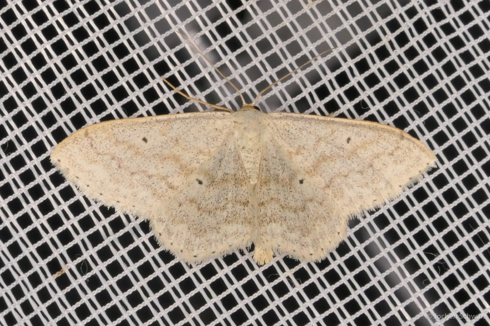 Scopula incanata - hamvas sávosaraszoló