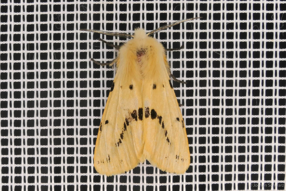 Spilarctia lutea - sárgás medvelepke