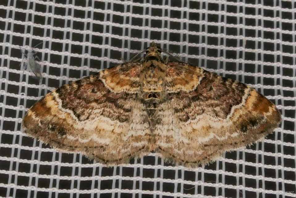 Xanthorhoe spadicearia - sávos tarkaaraszoló