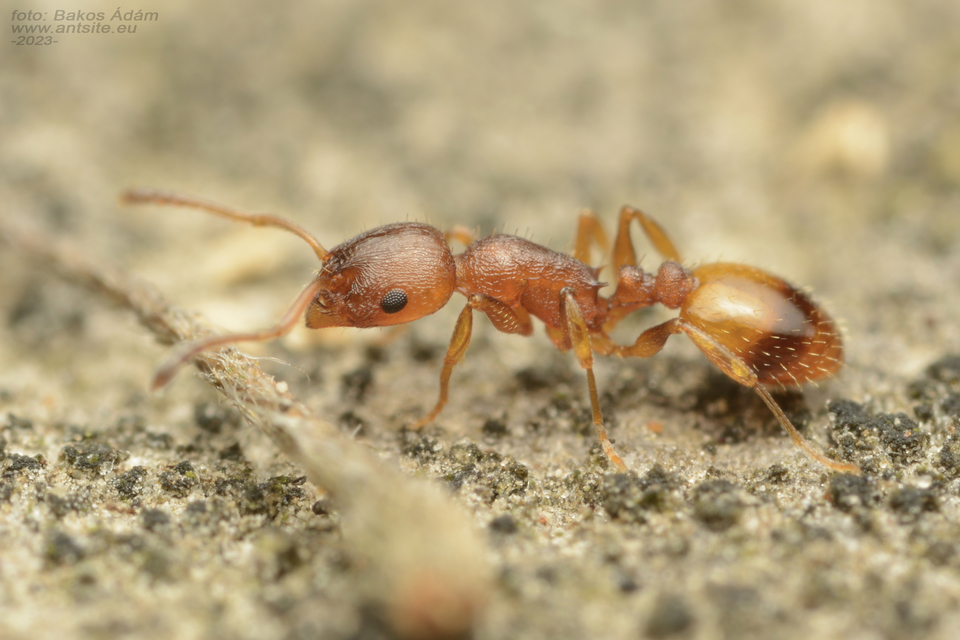 Temnothorax unifasciatus - gyűrűs kéreghangya