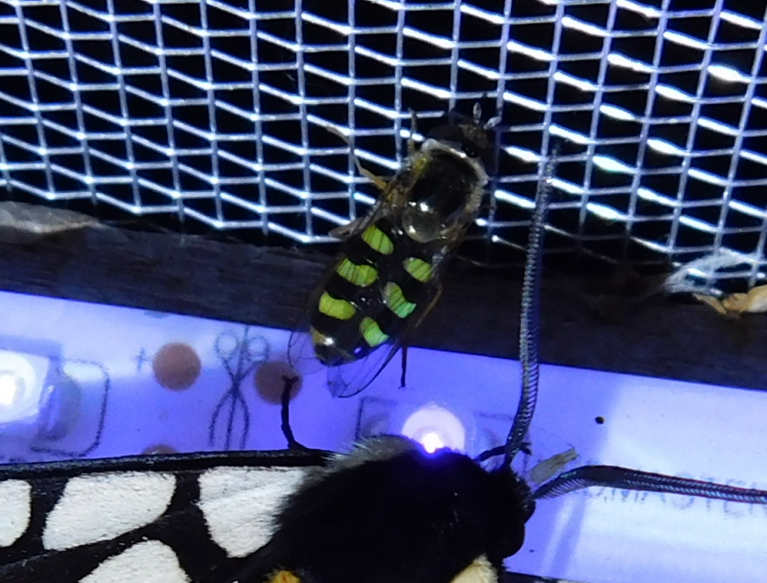 Eupeodes