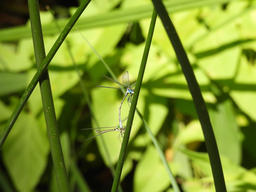 Lestes sponsa - lomha rablószitakötő