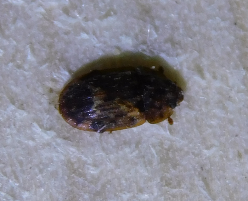 Soronia grisea - pettyegetett fénybogár