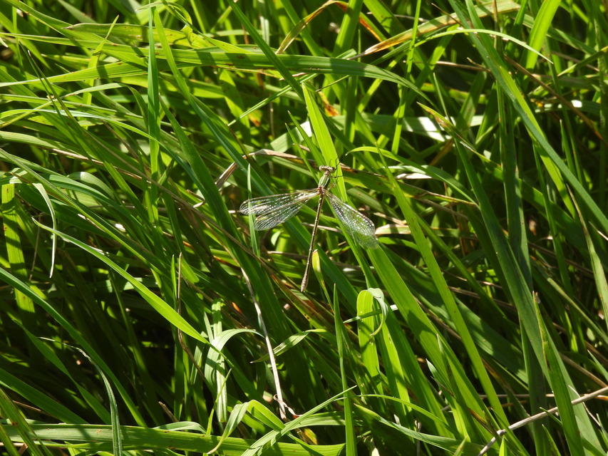 Lestes barbarus - foltosszárnyjegyű rablószitakötő