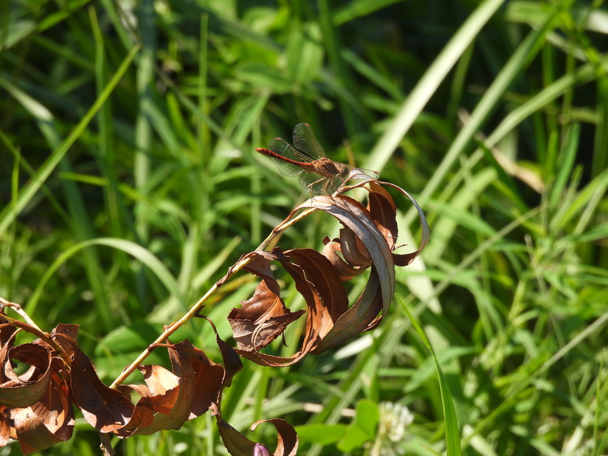 Sympetrum meridionale - fakó katona-szitakötő
