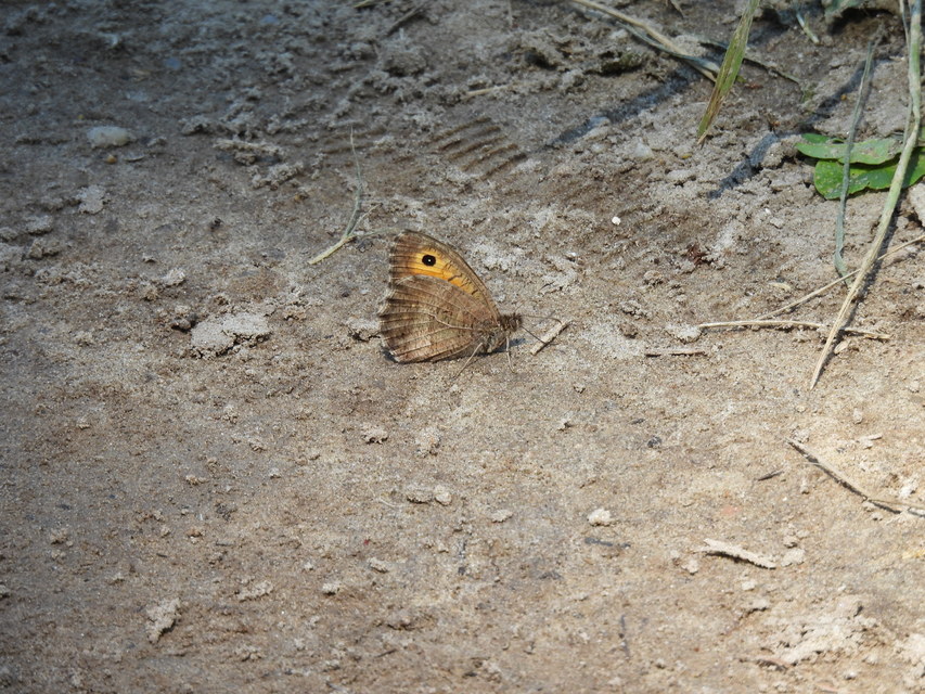 Arethusana arethusa - közönséges szemeslepke