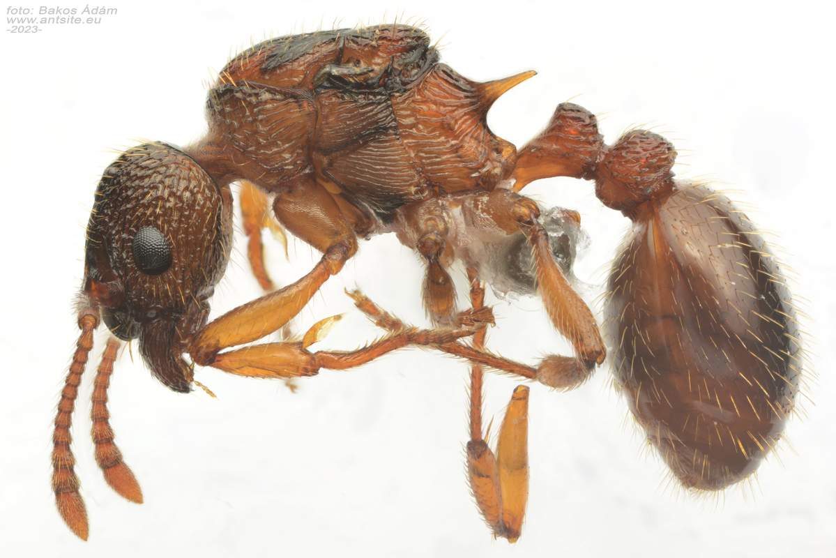 Myrmica lonae - sziklai bütyköshangya
