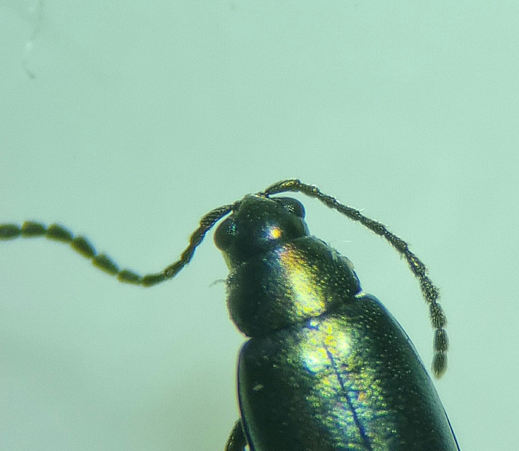 Phyllotreta nigripes - feketecsápú káposzta-földibolha