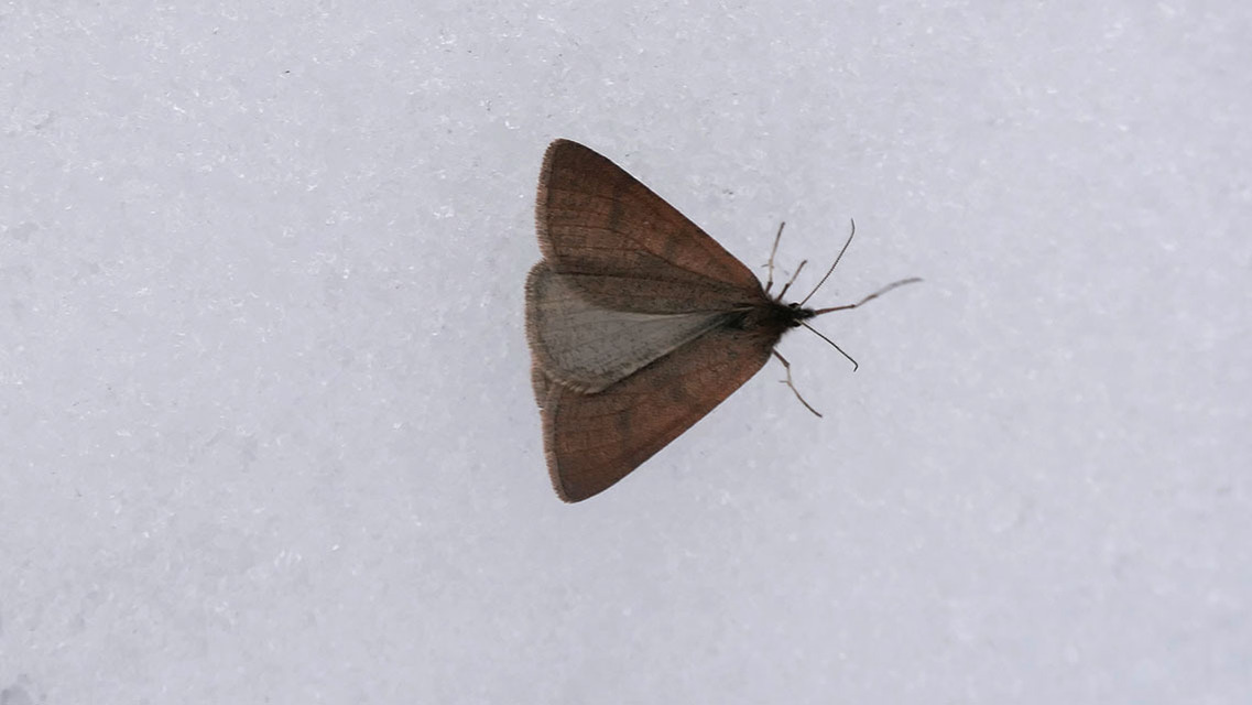 Lignyoptera fumidaria - füstös ősziaraszoló