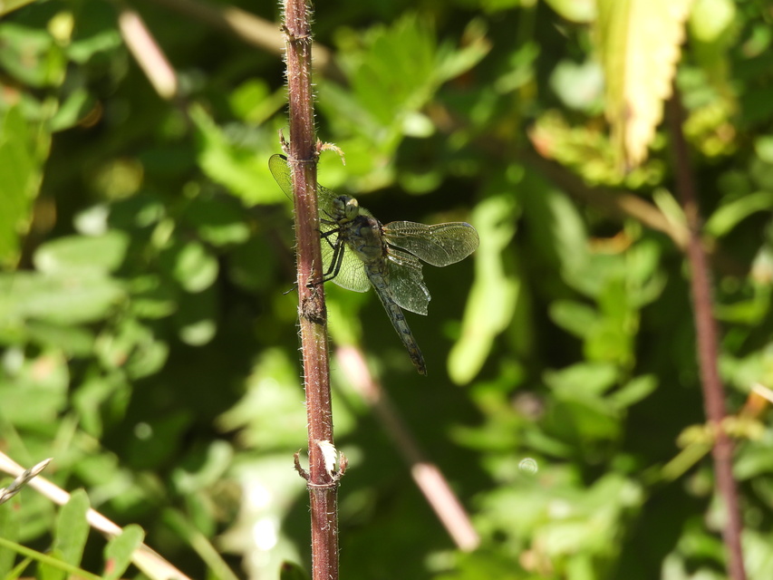 Orthetrum cancellatum - feketefarkú pásztorszitakötő